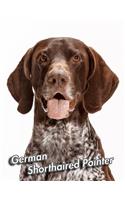 German Shorthaired Pointer
