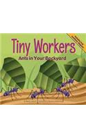 Tiny Workers: Ants in Your Backyard