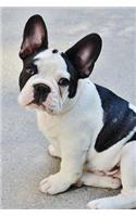 Such an Adorable Face! Black and White French Bulldog Puppy Pet Journal