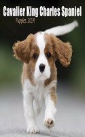 CAVALIER KING CHARLES SPANIEL PUPPIES M