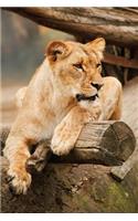 Big Cat Notebook - Lion