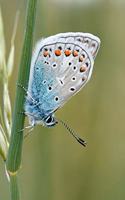 Butterfly in the Grass