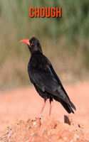 Chough: Amazing Photos & Fun Facts Book About Chough For Kids