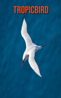 Tropicbird
