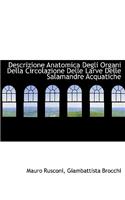 Descrizione Anatomica Degli Organi Della Circolazione Delle Larve Delle Salamandre Acquatiche