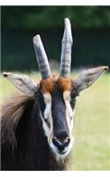 The Roan Antelope Journal: 150 page lined notebook/diary