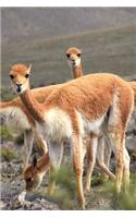 Curious Llamas In Peru South America Journal