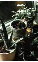 The Botanical Collection