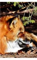 Red Fox Napping in the Shade Journal: Take Notes, Write Down Memories in this 150 Page Lined Journal