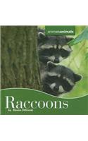 Raccoons