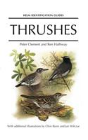 Thrushes