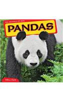 Pandas