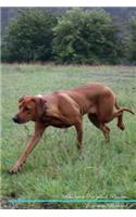 Rhodesian Ridgeback Affirmations Workbook Rhodesian Ridgeback Presents: Positive and Loving Affirmations Workbook. Includes: Mentoring Questions, Guidance, Supporting You.