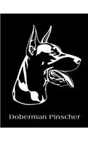 Doberman Pinscher