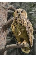 eagle owl