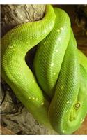 Green Tree Python Curled Up in a Tree Journal
