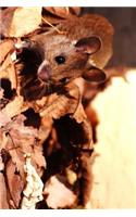 Cute Little Field Mouse and the Leaves of Fall Journal