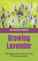 Growing Lavender