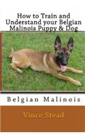 How to Train and Understand Your Belgian Malinois Puppy & Dog