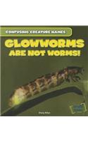 Glowworms Are Not Worms!