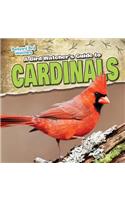 Bird Watcher's Guide to Cardinals