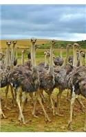 A Flock of Ostriches in Africa Journal: 150 Page Lined Notebook/Diary