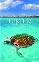 Turtles 5 x 8 Weekly 2020 Planner: One Year Calendar