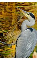 Grey Heron On the Hunt in the Reeds Journal: Take Notes, Write Down Memories in this 150 Page Lined Journal