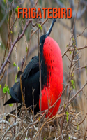 Frigatebird: Fun Facts & Cool Pictures