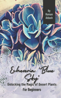 Echeveria 'Blue Sky': Unlocking the Magic of Desert Plants, For Beginners