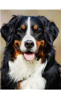 Bernese Mountain Dog Notebook: Notebook 8.5 x 11, College Ruled, 150 Pages for Elementary, Primary, Middle, High School or University For Bernese Cattle Dog Fans
