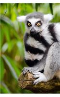 A Styling Lemur with a Black and White Striped Tail Journal