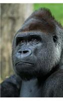 The Gorilla Journal