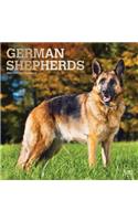 German Shepherds 2020 Square Foil