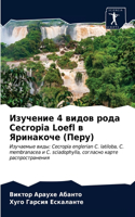 Изучение 4 видов рода Cecropia Loefl в Яринакоче (Перу)