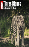 Calendrier 2021 Tigres Blancs