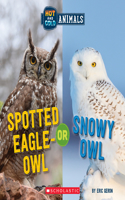 Spotted Eagle-Owl or Snowy Owl (Hot and Cold Animals)