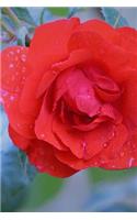 Rose and Rain Journal