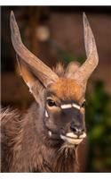 Nyala Antelope Journal