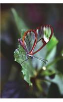 Greta Oto Glasswing Butterfly Journal