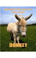 Donkey: Amazing Pictures and Facts about Donkey