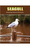 Seagull: Amazing Facts & Pictures