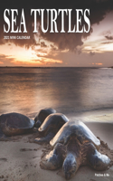 Sea Turtles