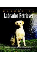Essential Labrador Retriever