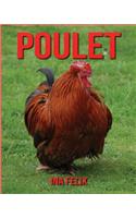 Poulet