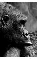 Thoughtful Gorilla Notebook: 150 lined pages, softcover, 6 x 9