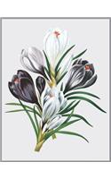 Notebook Crocus Bouquet: Blank journal. 150 pages, Soft cover, A4+ (21.59 x 27.94 cm) 8,5 x 11 inch