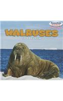 Walruses