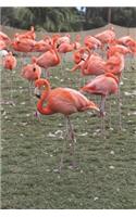 Flock of Pink Flamingos Journal: 150 Page Lined Notebook/Diary: (English)
