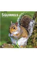 Squirrels 2021 Square